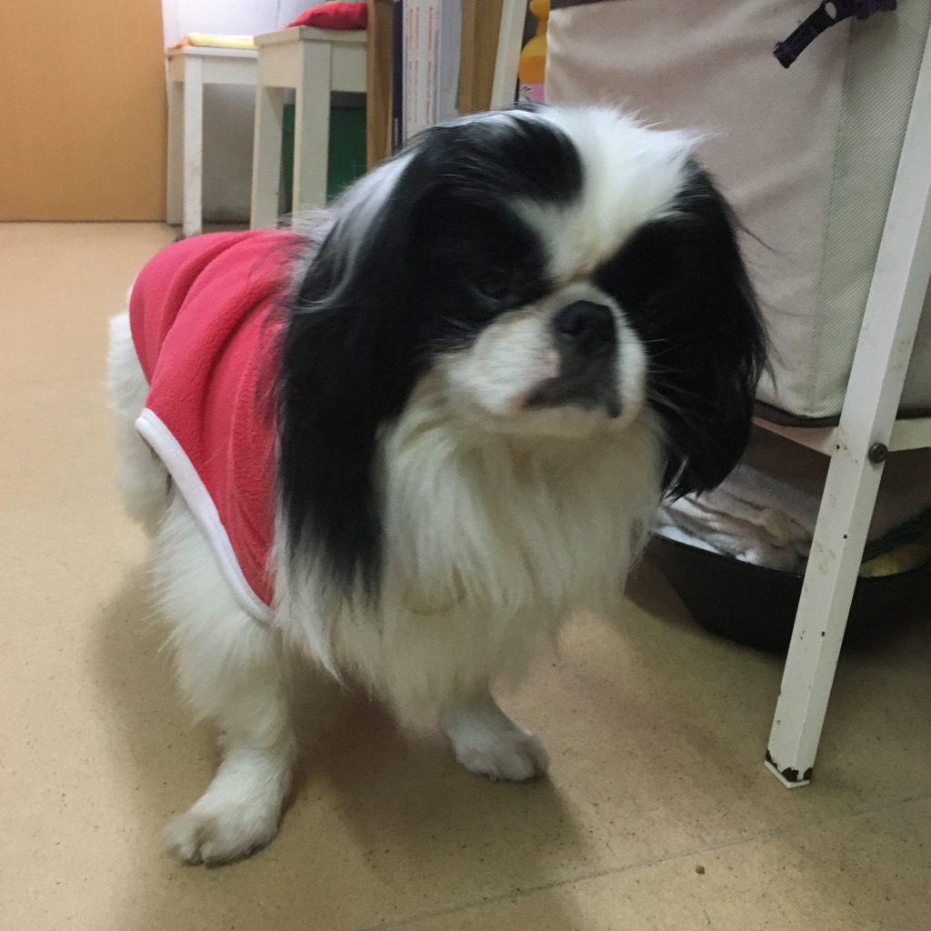 新メンバーがやってきました🐶お泊りワンコは、メイちゃん💕、ミカ➡マロちゃん💕